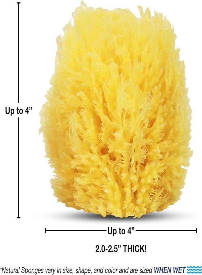 HartFelt Exfoliating Grass Sea Sponge Beauty Box | 2 Bath Sponges for Shower Women & Men 4in | Natural Sponge with Mesh Bag for Cleaning & Drying | Cleanses Skin from Dirt & Excess Oil - Gift Box - Image 4