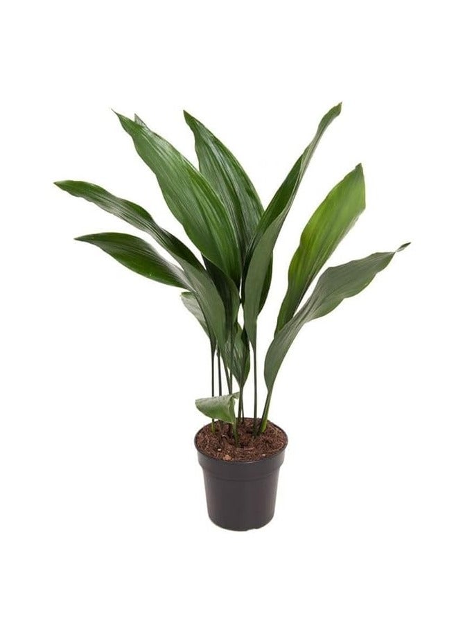 Live Indoor Plant - Aspidistra elatior, 40 cm Tall in Pot - Image 1