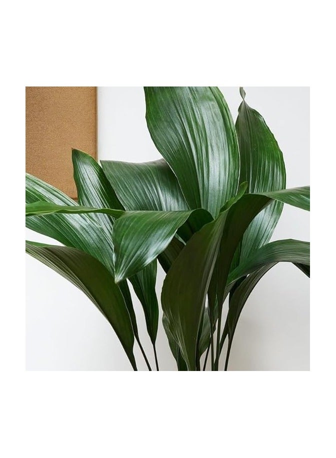 Live Indoor Plant - Aspidistra elatior, 40 cm Tall in Pot - Image 2
