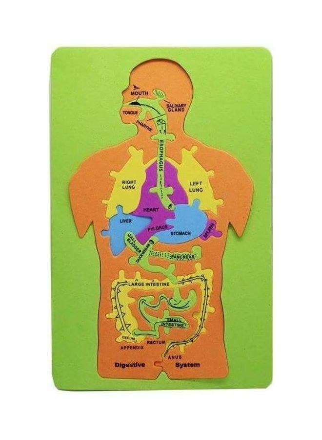 NIBEMINENT Human Body Pegged Puzzle