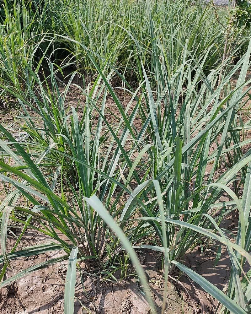 Generic OXTIC Roll over image to zoom in Green Tea Live Plantwith Included pot Free Vermi Compost fertilizer  - Image 1