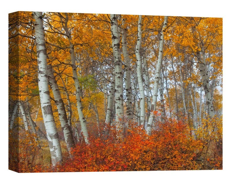 Epic Graffiti 'Morning Aspens' by Jesse Estes, Canvas Wall Art, 12" x 16" - Image 4