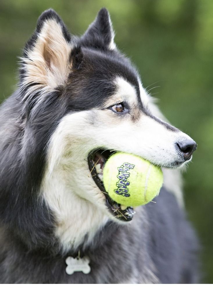 Kong عبوة من 3 كرات تنس صاخبة للكلاب باللون الأخضر - Image 2