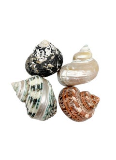 PEPPERLONELY PEPPERLONELY 4 PC Natural Large Mixed Turbo Sea Shells, Hermit Crab Shells, 1-3/4 Inch ~ 3 Inch  - Image 1