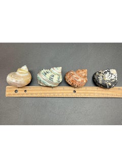 PEPPERLONELY PEPPERLONELY 4 PC Natural Large Mixed Turbo Sea Shells, Hermit Crab Shells, 1-3/4 Inch ~ 3 Inch  - Image 3