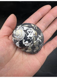 PEPPERLONELY PEPPERLONELY 4 PC Natural Large Mixed Turbo Sea Shells, Hermit Crab Shells, 1-3/4 Inch ~ 3 Inch  - Image 5