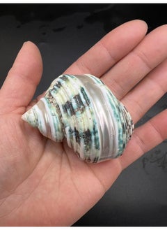 PEPPERLONELY PEPPERLONELY 4 PC Natural Large Mixed Turbo Sea Shells, Hermit Crab Shells, 1-3/4 Inch ~ 3 Inch  - Image 4