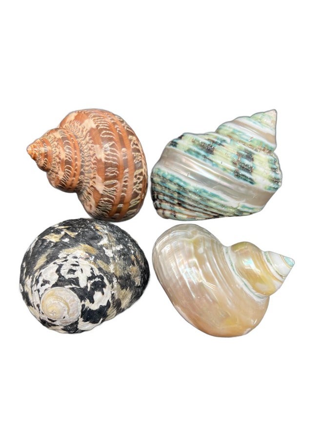 PEPPERLONELY - PEPPERLONELY 4 PC Natural Large Mixed Turbo Sea Shells, Hermit Crab Shells, 1-3/4 Inch ~ 3 Inch - Image 1