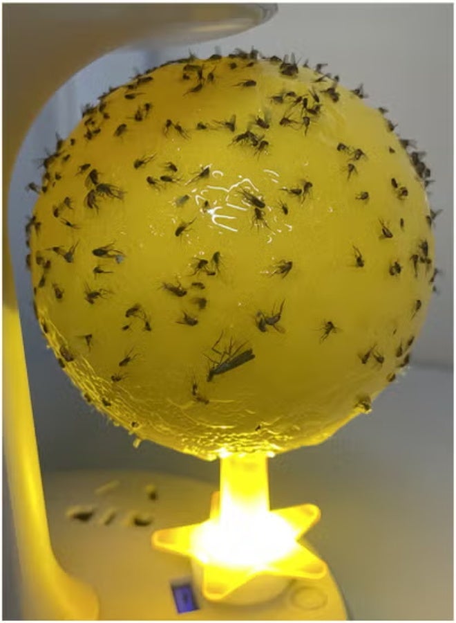 3 Pack Fruit Fly Traps, Sticky Fruit Fly Trap Balls, Flying Insect Trap, Luminous Fly Trap Balls for Flower Pots, Balconies, Courtyards, Orchards, Kitchens - Image 3