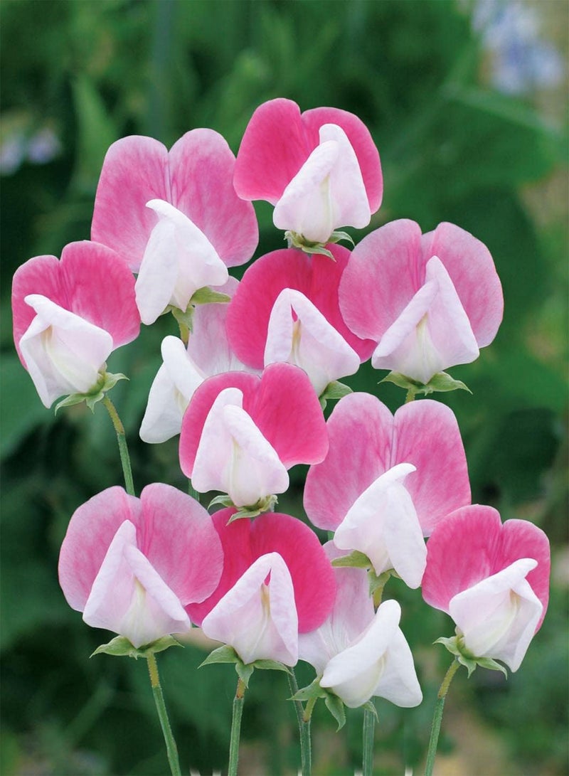 GGOOT 21510 Flower Seeds, Sweet Pea Painted Lady (grandiflora), Pink - Image 3