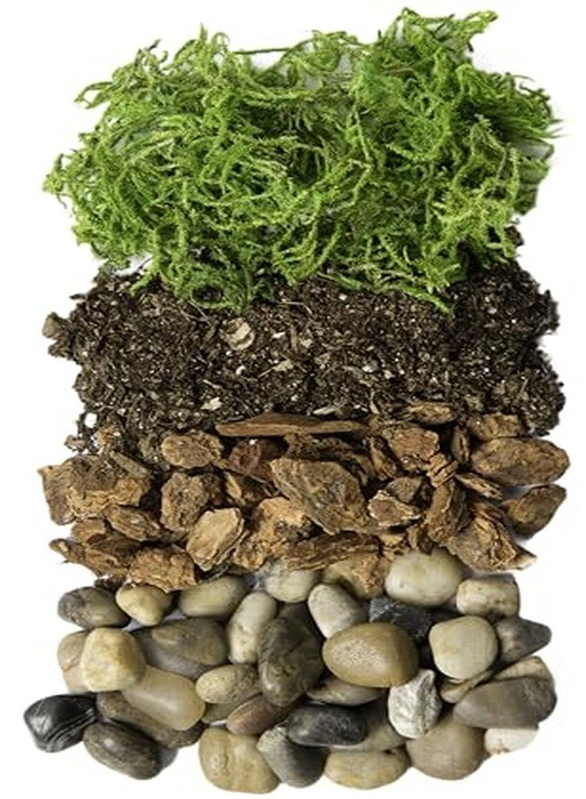 SuperMoss Portland Terrarium kit - DIY Mason Jar Terrarium Kit - Image 3