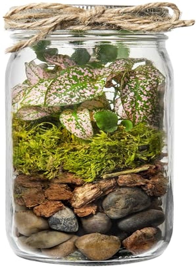 SuperMoss Portland Terrarium kit - DIY Mason Jar Terrarium Kit - Image 4