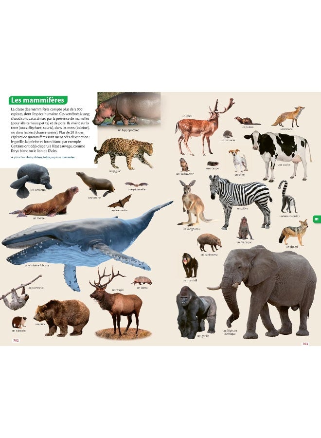 Le Robert Junior Illustré et son dictionnaire en l - Image 3