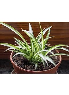 SKYCOM Skycom Air Purifier Spider Plant Indoor Plant Air Purifier Plant  - Image 1