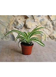 SKYCOM Skycom Air Purifier Spider Plant Indoor Plant Air Purifier Plant  - Image 2
