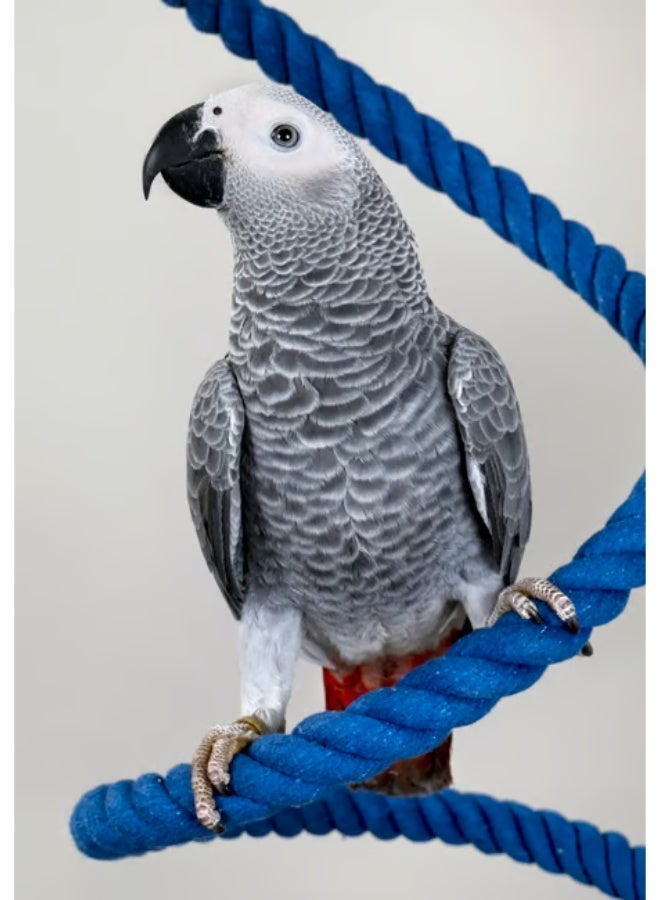 PSITTACUS High Energy Formula - Premium Daily Food for Parrots | African Grey & Large Parrots - 100% NON GMO - 800g - Image 4