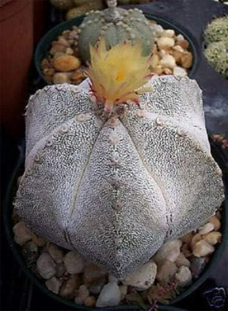 GGOOT Astrophytum Multicostatum Onzuka 6 Ribs Rare Japan V Cultivar (PKD) Cactus 50 Seeds