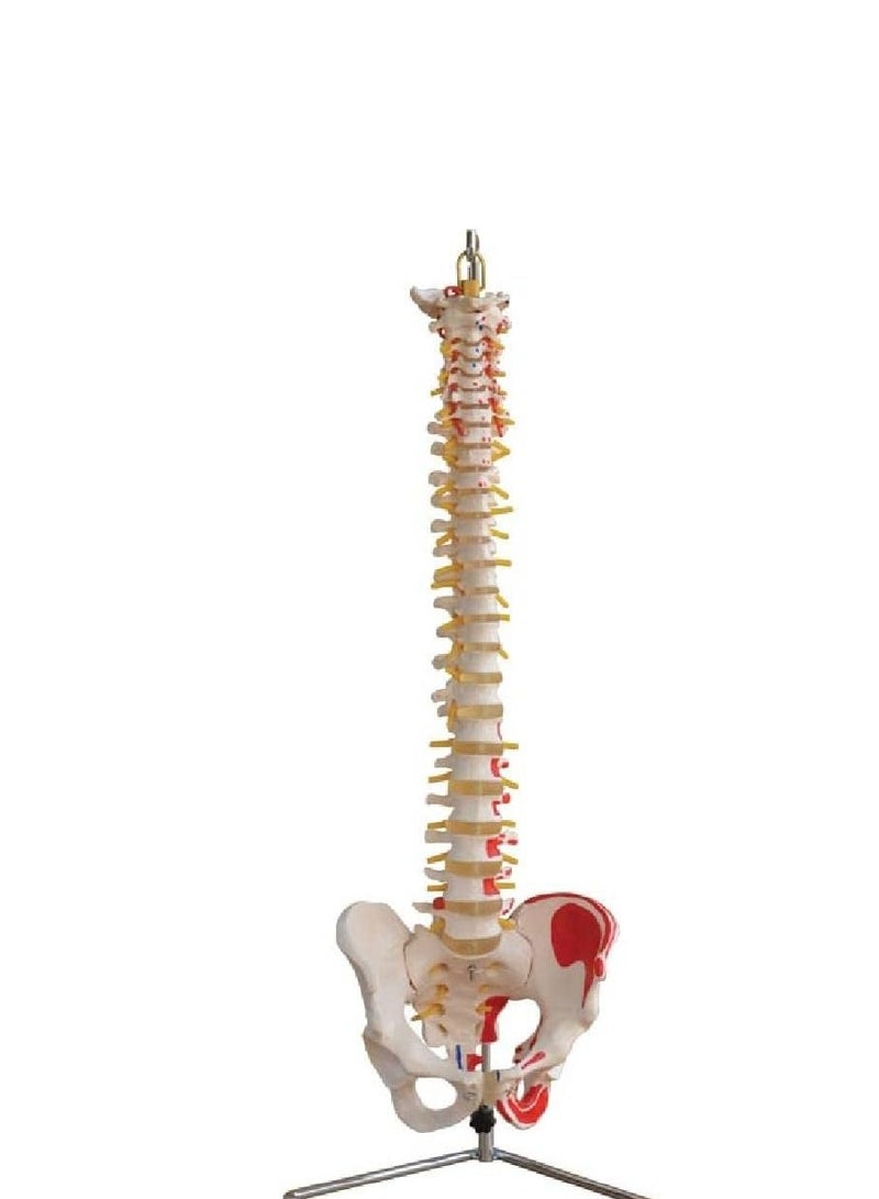 AKM Model of Spine  pelvis with painted Muscles - Image 1
