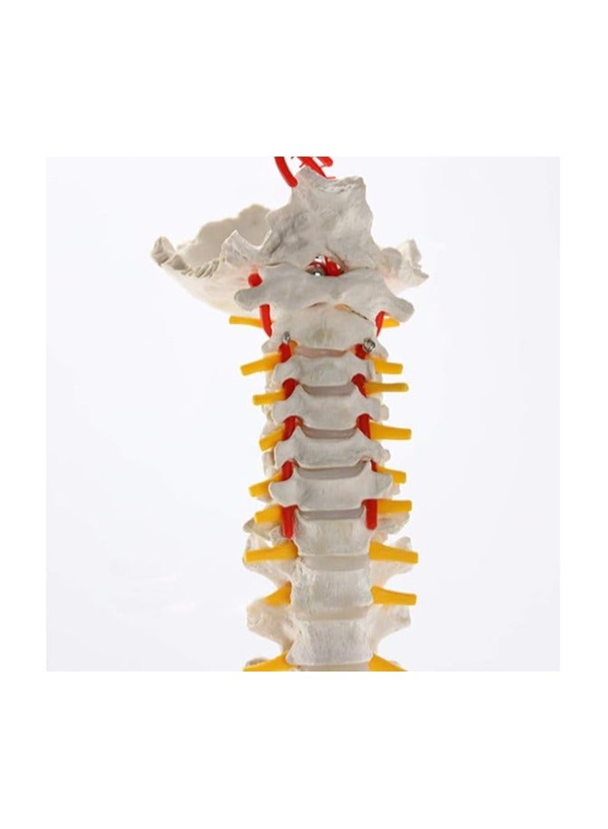 AKM Model of Spine  pelvis with painted Muscles - Image 2