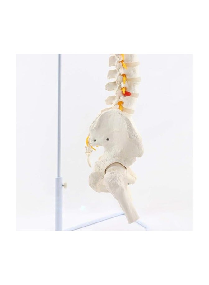 AKM Model of Spine  pelvis with painted Muscles - Image 3