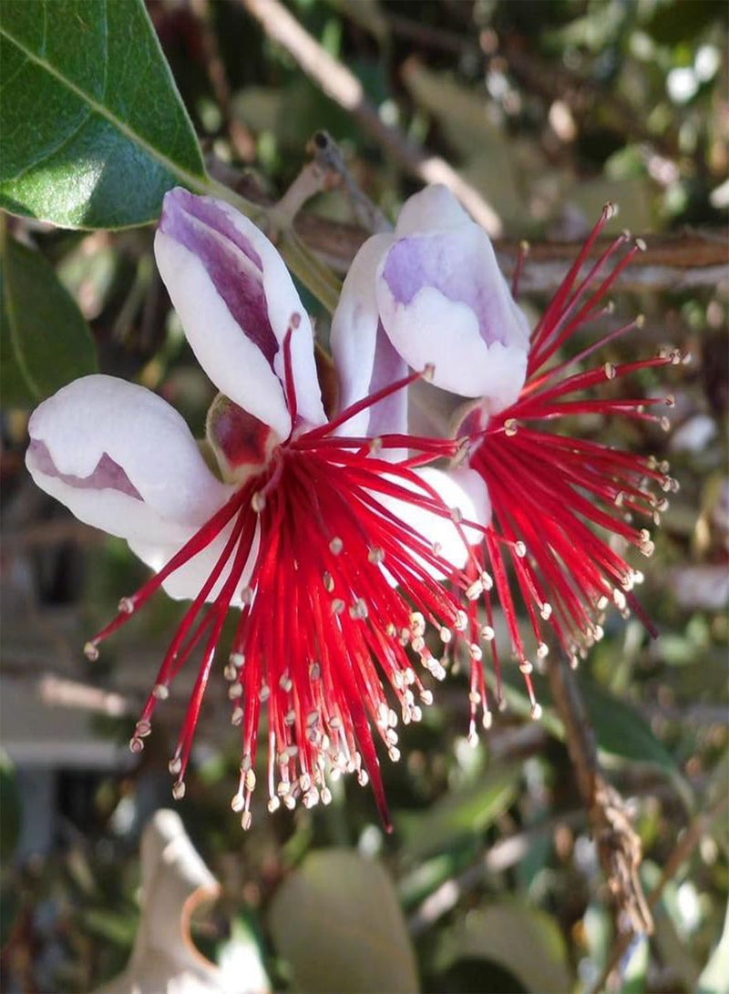 جي جوت شجرة بونساي الأناناس والجوافة، نبات منزلي استوائي، 20 بذرة، نبات منزلي داخلي، أخضر - Image 2