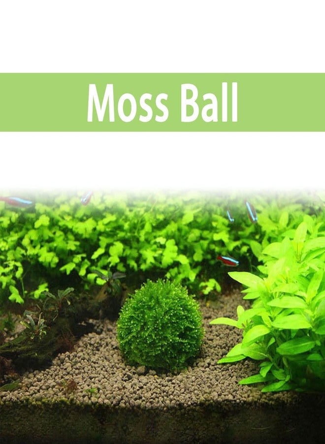 DGHAOP 2pcs Plastic Aquarium Shrimp Fish Tank Media Moss Ball Holder Fish Tank Accessories Home Decoration 5x3cm, Transparent - Image 3