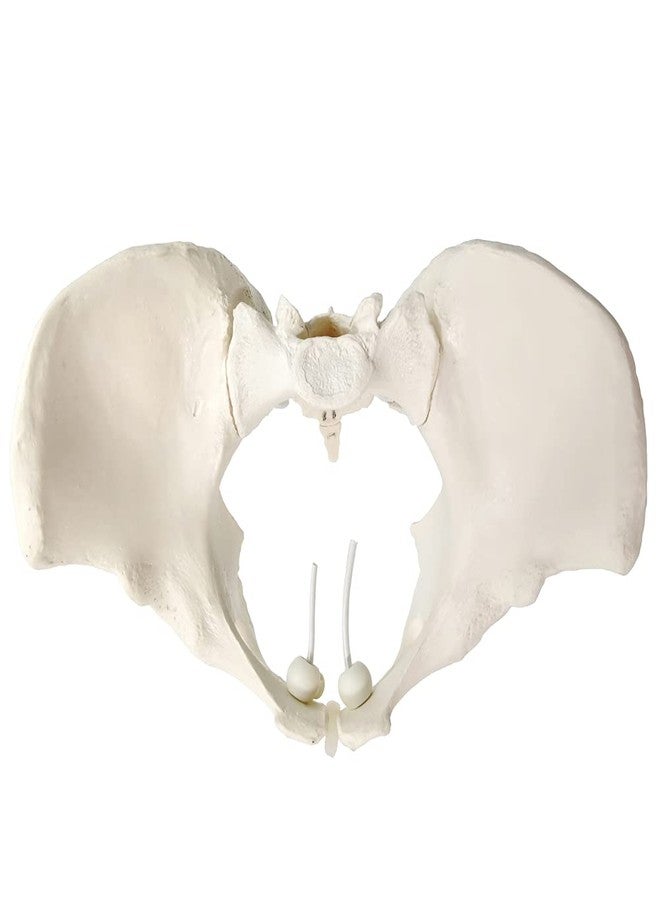 EVOTECH SCIENTIFIC Evotech Flexible Female Pelvis Model On Elastic, Life Size Female Pelvic Skeleton Model W/Bungee, Anatomy Medical Model for Science Education, Midwife in Obstetrics, Gynecology & Patent Communication - Image 3