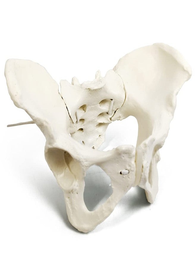 EVOTECH SCIENTIFIC Evotech Flexible Female Pelvis Model On Elastic, Life Size Female Pelvic Skeleton Model W/Bungee, Anatomy Medical Model for Science Education, Midwife in Obstetrics, Gynecology & Patent Communication - Image 2