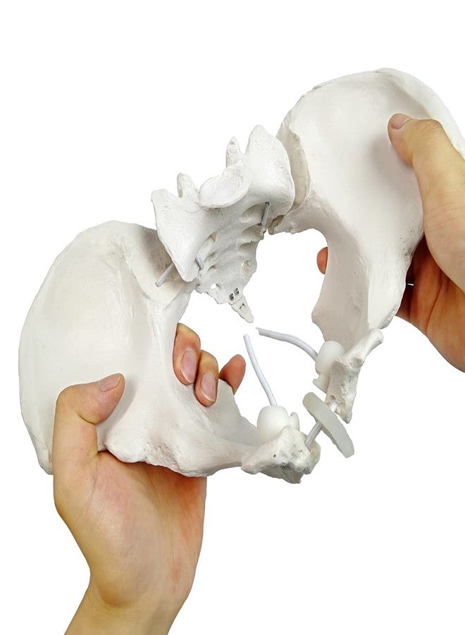 EVOTECH SCIENTIFIC Evotech Flexible Female Pelvis Model On Elastic, Life Size Female Pelvic Skeleton Model W/Bungee, Anatomy Medical Model for Science Education, Midwife in Obstetrics, Gynecology & Patent Communication - Image 1