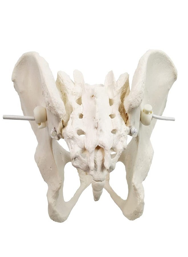 EVOTECH SCIENTIFIC Evotech Flexible Female Pelvis Model On Elastic, Life Size Female Pelvic Skeleton Model W/Bungee, Anatomy Medical Model for Science Education, Midwife in Obstetrics, Gynecology & Patent Communication - Image 4