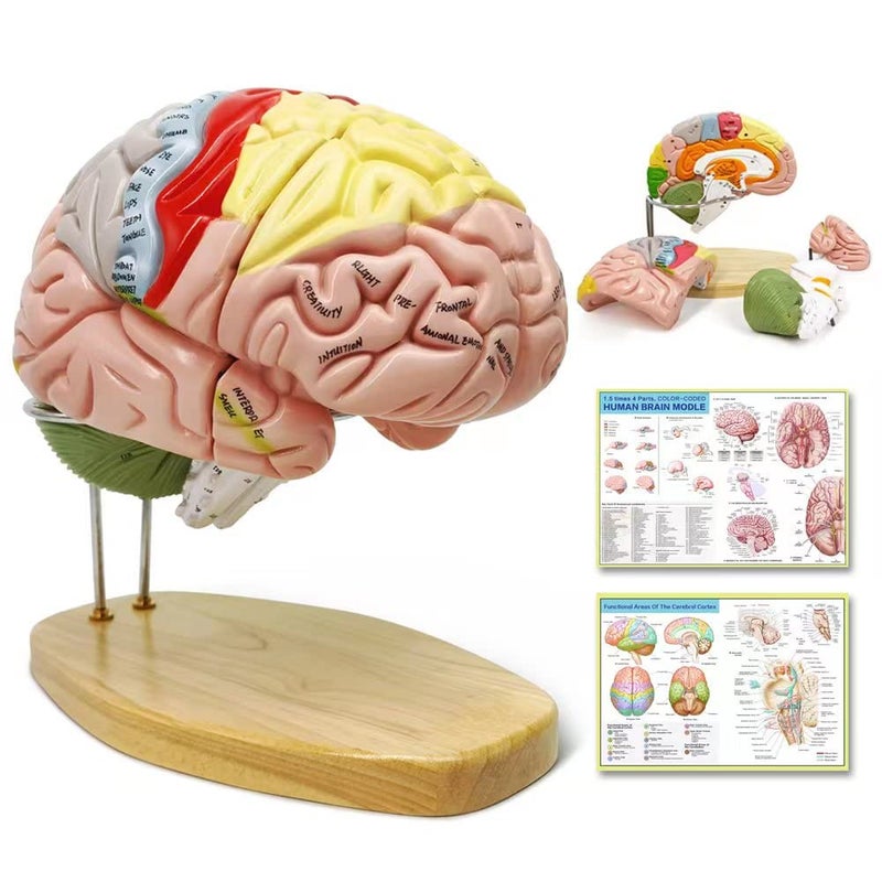 NEW HORIZON Human Brain Model for Neuroscience Teaching with Labels 15 Times Life Size Anatomy Model for Learning Science Classroom Study Display Medical Model9 Colors to Identify Brain Functions - Image 3