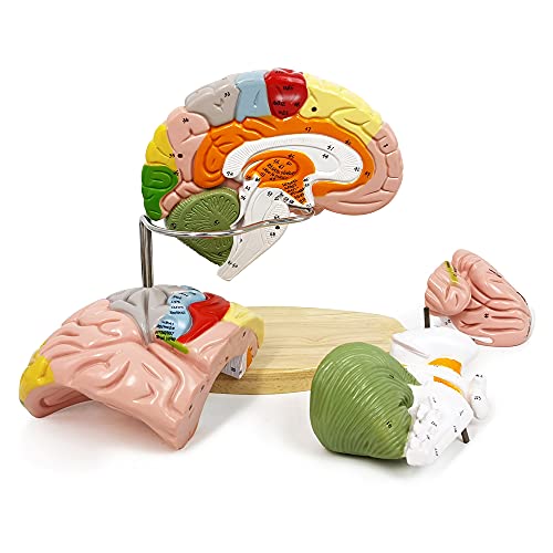 NEW HORIZON Human Brain Model for Neuroscience Teaching with Labels 15 Times Life Size Anatomy Model for Learning Science Classroom Study Display Medical Model9 Colors to Identify Brain Functions - Image 5