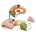 NEW HORIZON Human Brain Model for Neuroscience Teaching with Labels 15 Times Life Size Anatomy Model for Learning Science Classroom Study Display Medical Model9 Colors to Identify Brain Functions - Image 2