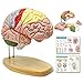 NEW HORIZON Human Brain Model for Neuroscience Teaching with Labels 15 Times Life Size Anatomy Model for Learning Science Classroom Study Display Medical Model9 Colors to Identify Brain Functions - Image 4