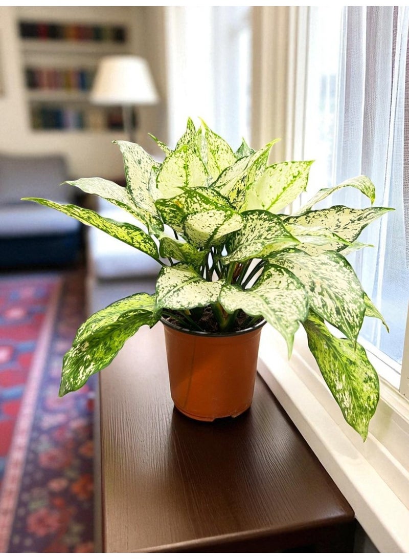 Aglaonema Spring Snow Variegated Chinese Evergreen Houseplant with Snow White Speckles, Stunning Indoor Plant Décor, Easy Care Indoor Plant, Perfect Office Plant Gift