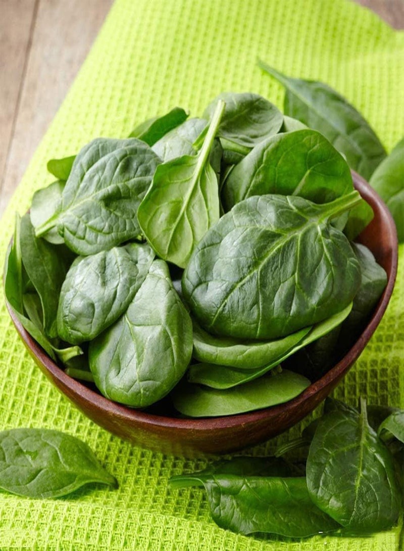 جي جوت 300 قطعة من بذور السبانخ، خضراوات طازجة مغذية للزراعة في حديقة المنزل، قابلة للتكيف وسهلة الصيانة ومناسبة للمبتدئين، حصاد الخريف - Image 2