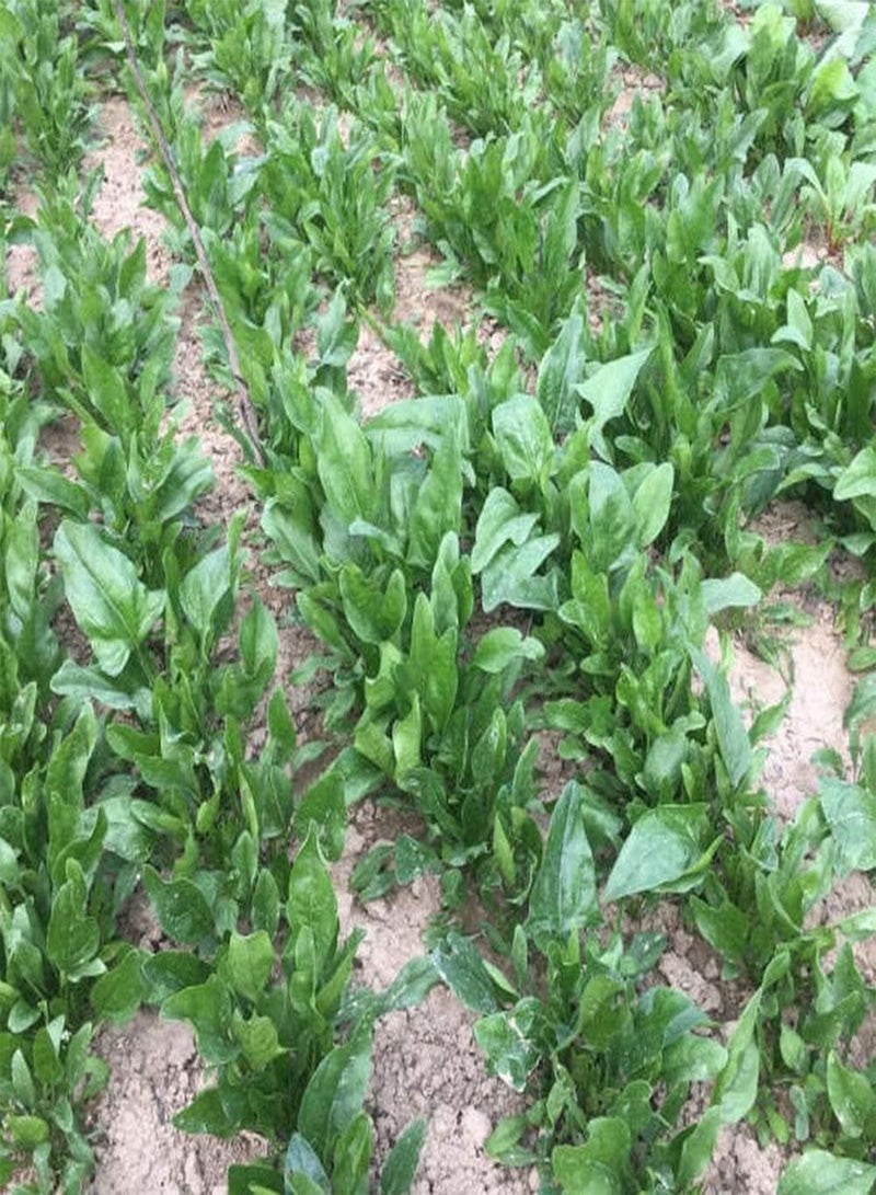 جي جوت 300 قطعة من بذور السبانخ، خضراوات طازجة مغذية للزراعة في حديقة المنزل، قابلة للتكيف وسهلة الصيانة ومناسبة للمبتدئين، حصاد الخريف - Image 3