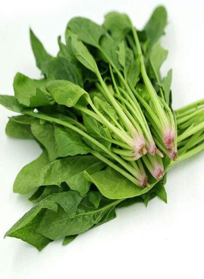 جي جوت 300 قطعة من بذور السبانخ، خضراوات طازجة مغذية للزراعة في حديقة المنزل، قابلة للتكيف وسهلة الصيانة ومناسبة للمبتدئين، حصاد الخريف - Image 1