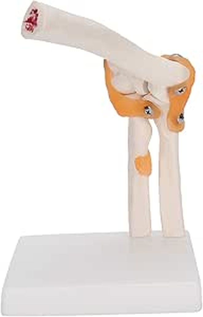 Life Size Elbow Joint Skeleton Model For Anatomy Study And Display - Image 1