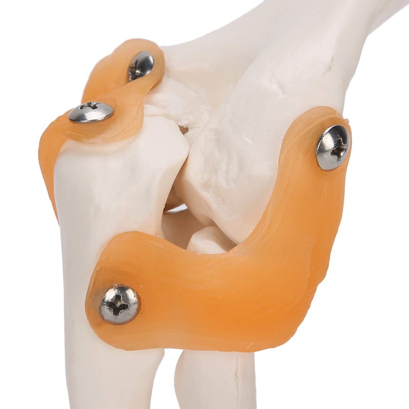 Life Size Elbow Joint Skeleton Model For Anatomy Study And Display - Image 4