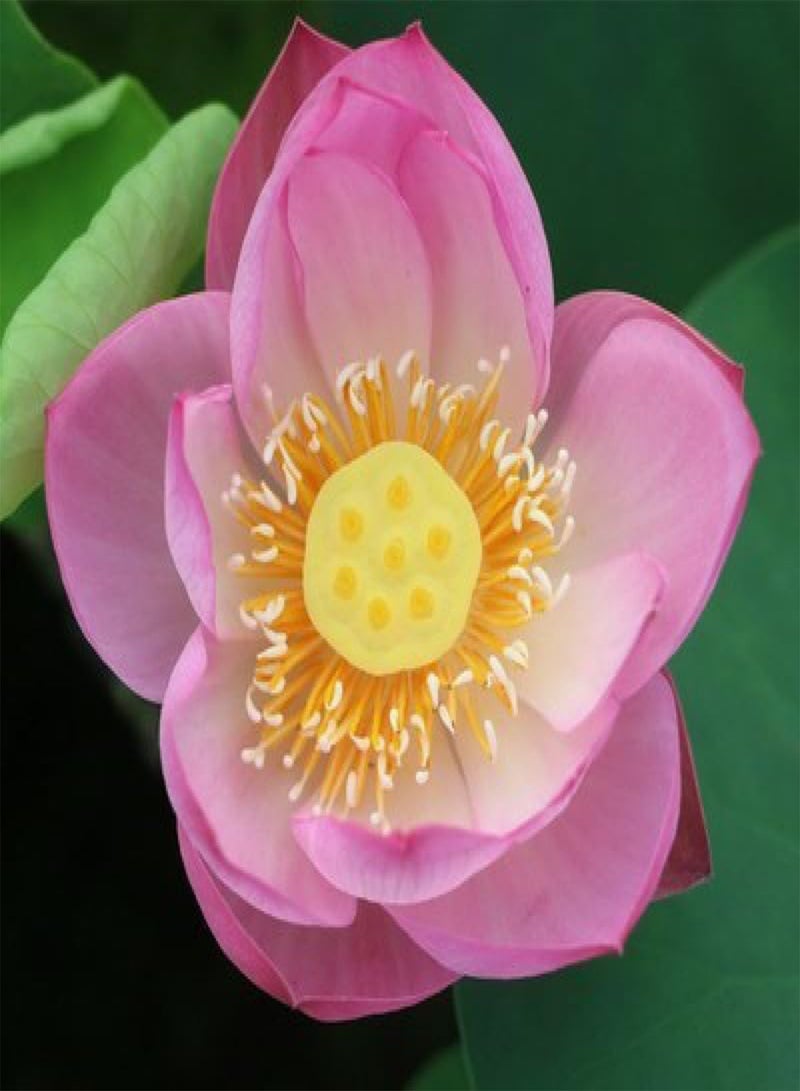 GGOOT 50 Pieces of Lotus Seeds, Indoor Lotus Seeds, Potted Lotus Seeds, Ornamental Plants, Various Lotus Flowers, Beautiful and Charming,50 PCS  - Image 4
