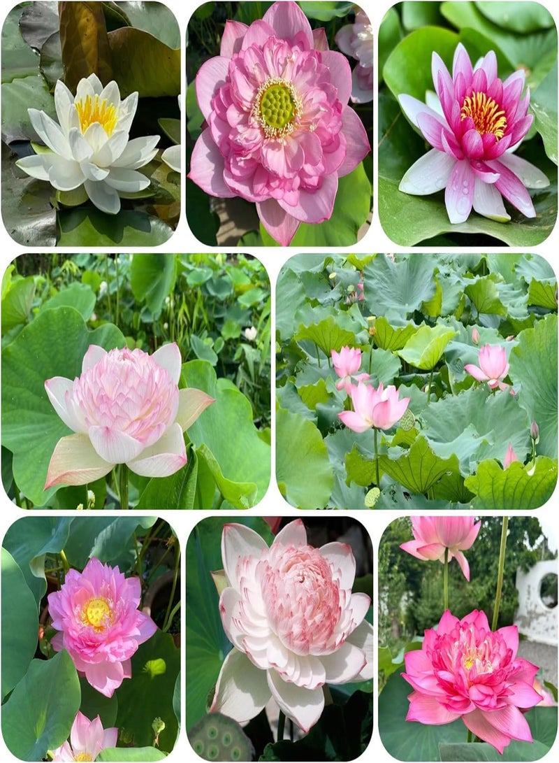 GGOOT 50 Pieces of Lotus Seeds, Indoor Lotus Seeds, Potted Lotus Seeds, Ornamental Plants, Various Lotus Flowers, Beautiful and Charming,50 PCS  - Image 1