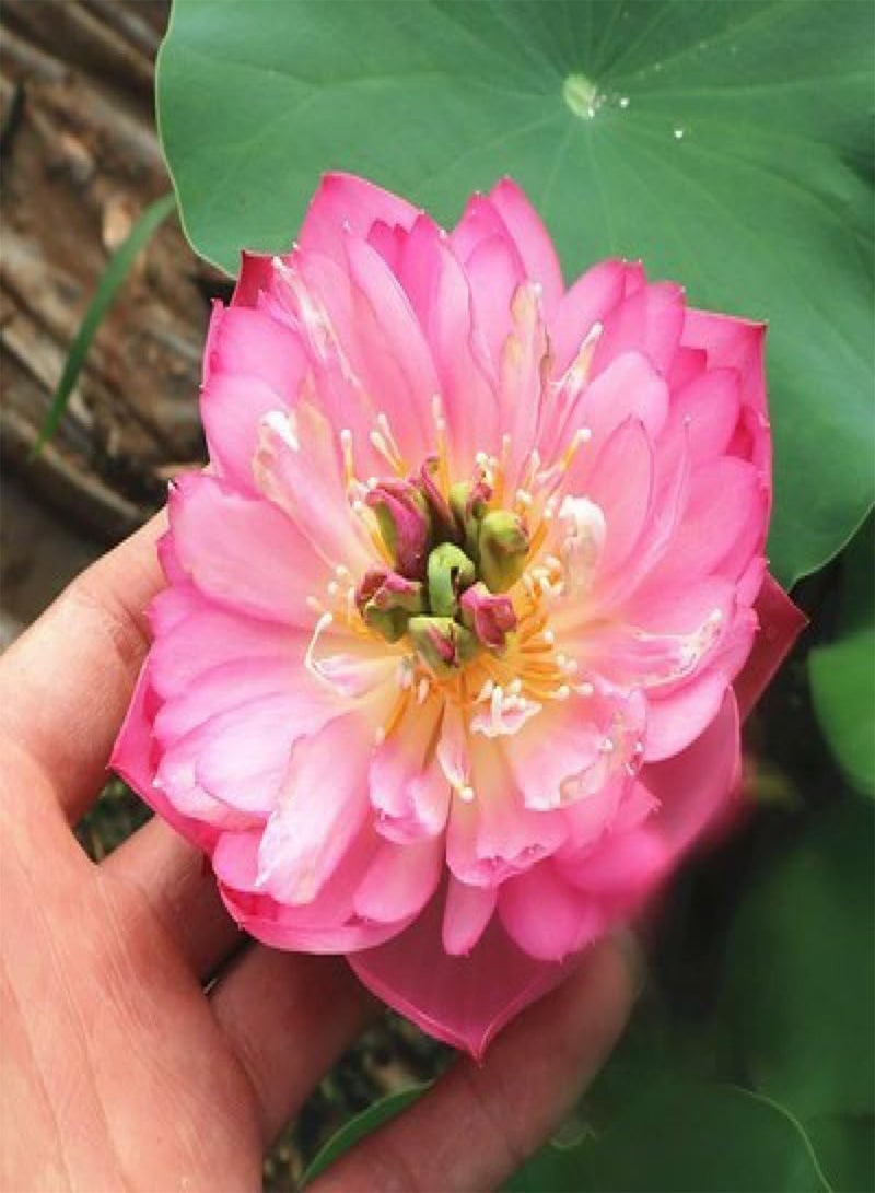 GGOOT 50 Pieces of Lotus Seeds, Indoor Lotus Seeds, Potted Lotus Seeds, Ornamental Plants, Various Lotus Flowers, Beautiful and Charming,50 PCS  - Image 3