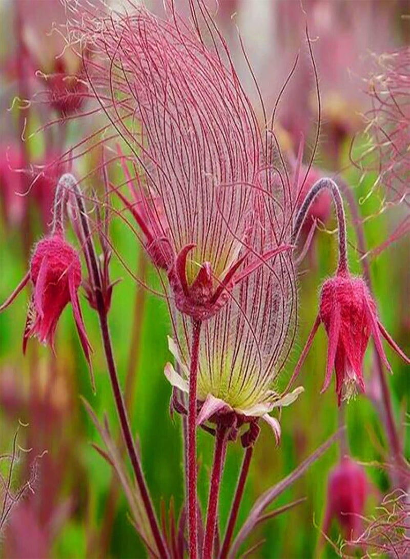 GGOOT 50 Natural Flower Seeds, Red Geum Trifolium Heirloom Seeds Prolific Indoor Outdoor Garden Summer Growing Flower Seeds Seed 1size - Image 1