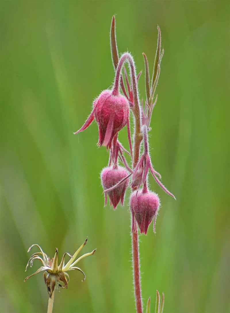GGOOT 50 Natural Flower Seeds, Red Geum Trifolium Heirloom Seeds Prolific Indoor Outdoor Garden Summer Growing Flower Seeds Seed 1size - Image 5