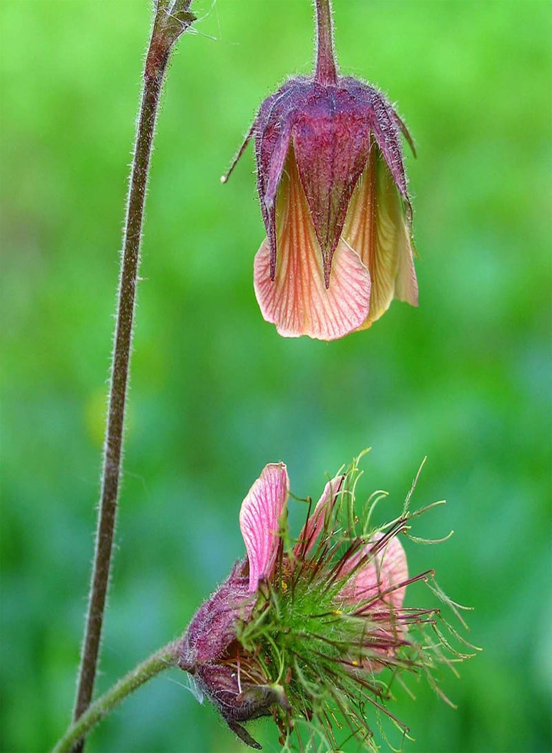 GGOOT 50 Natural Flower Seeds, Red Geum Trifolium Heirloom Seeds Prolific Indoor Outdoor Garden Summer Growing Flower Seeds Seed 1size - Image 4