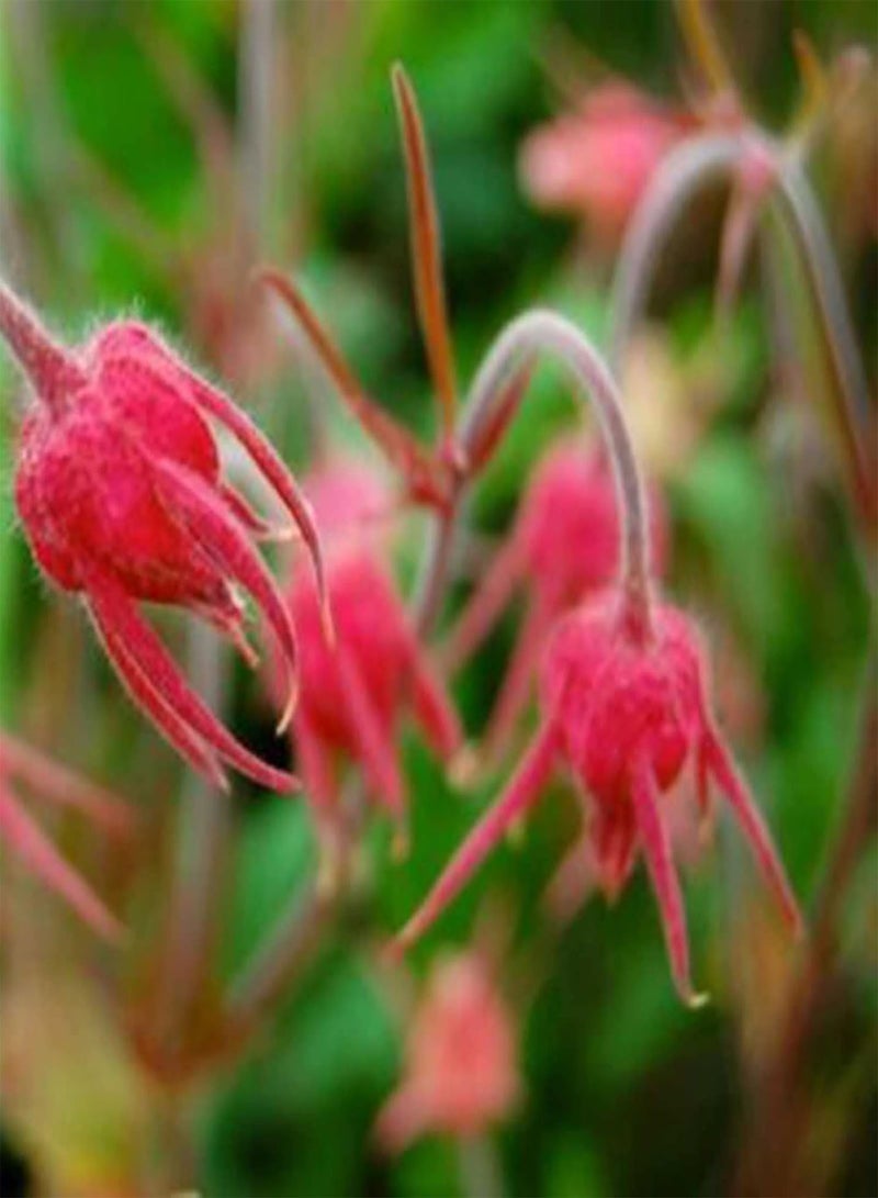 GGOOT 50 Natural Flower Seeds, Red Geum Trifolium Heirloom Seeds Prolific Indoor Outdoor Garden Summer Growing Flower Seeds Seed 1size - Image 2