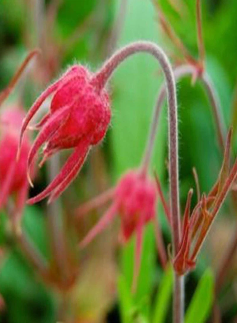 GGOOT 50 Natural Flower Seeds, Red Geum Trifolium Heirloom Seeds Prolific Indoor Outdoor Garden Summer Growing Flower Seeds Seed 1size - Image 3