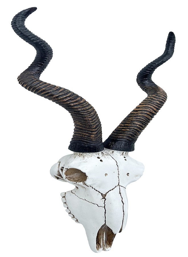 Top Brass 14 1/2" African Kudu Antelope Skull - Wall Mount Head - Rustic Safari Decor - Image 4