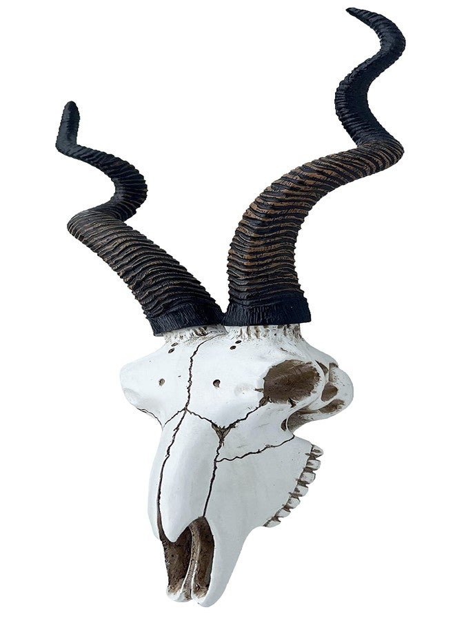 Top Brass 14 1/2" African Kudu Antelope Skull - Wall Mount Head - Rustic Safari Decor - Image 5